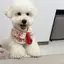 Chó Mèo Thú Cưng Nước Bọt Khăn Yếm Trang Trí Dễ Thương Yếm Búp Bê Cổ Khăn Nước Bọt Khăn Chó Lớn Chó Con