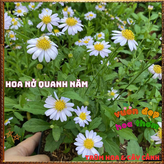 Chậu Hoa NGÔI SAO XANH Cúc Ánh Tím Đẹp Thơ Mộng Siêu Dễ Trồng ️📬 Làng Hoa Sa Đéc