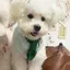 Chó Mèo Thú Cưng Nước Bọt Khăn Yếm Trang Trí Dễ Thương Yếm Búp Bê Cổ Khăn Nước Bọt Khăn Chó Lớn Chó Con