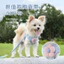 【Ready Stock】 Puppy Dog Hand Holding Rope Dog Vest Small Puppies Teddy Bichon Pomeranian/Bichon Frise Bichon Strap Chain Walking Dog out pncz