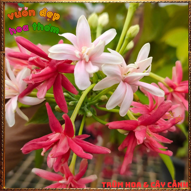 Chậu Hoa SỬ QUÂN TỬ CÁNH KÉP Leo Nhanh Thơm Nhẹ Từng Chùm Đổi Màu ️📩 Hoa Mười Giờ Bonsai & Phụ Kiện