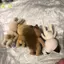 1 Rừng Gia Đình Động Vật Hình Thỏ Gấu Chó Floed Shaggy Hình Động Vật Đồ Chơi Mô Hình Cho Trẻ Em Nhà Máy Lỗi Đẹp