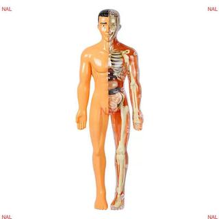 [NA] Bộ xương người 3D Giải phẫu nội tạng Bộ mô hình khoa học Trẻ em Mô hình giáo dục cơ thể Mô phỏng có thể tháo rời Mô hình lắp ráp nội tạng DIY MỚI
