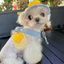 Mũ cho chó cưng Mùa hè Mũ chống nắng tai Chó con Mũ chống nắng Ngực Lực kéo lưng Bộ chó nhỏ Mèo