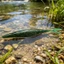 MỘT Mồi Câu Cá Đúc Mềm Mồi Câu Cá Mô Phỏng Swimbaits 12 7cm 9 6g Mồi Mềm Mồi Bơi Chìm Chậm Lur