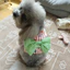 Mùa Hè Dobamine Nơ Ngực Dây Đeo Quần Áo Thú Cưng Bust Ngực Dây Xích Lưng Teddy Bichon Nhỏ Vừa Cho Chó Đi Chơi Áo Phong Cách Nơ Chó Đi Bộ Dây Xích