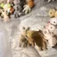 1 Rừng Gia Đình Động Vật Hình Thỏ Gấu Chó Floed Shaggy Hình Động Vật Đồ Chơi Mô Hình Cho Trẻ Em Nhà Máy Lỗi Đẹp