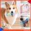 Đồ chơi nhai chó Tpr mực bền bỉ có bóng Tennis – Đồ chơi bình nước dành cho chó nhỏ vừa – Quà tặng huấn luyện chơi thú cưng hoàn hảo cho chó Chai nước dành cho trí tuệ