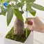 Máy đo độ ẩm đất thực vật, đầu dò, chỉ báo Máy đo độ ẩm đất thực vật