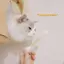 {BUDDI} Đồ chơi Catnip vui nhộn dành cho mèo Bông lớn hình con mèo con mài Sti {buddingenergy}