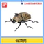 Hàng có sẵn BANDAI Capsule Toy Sinh học Sách minh họa lớn Beetle 10 Rhinoceros Beetle Unicorn Pocket Worm Trang trí E42B