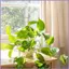 Cây Trellis Cây Leo Trellis Lưới Trang Trí Lồng Đứng Cọc Hỗ Trợ Sân Sau Đám Cưới mueadsyvn