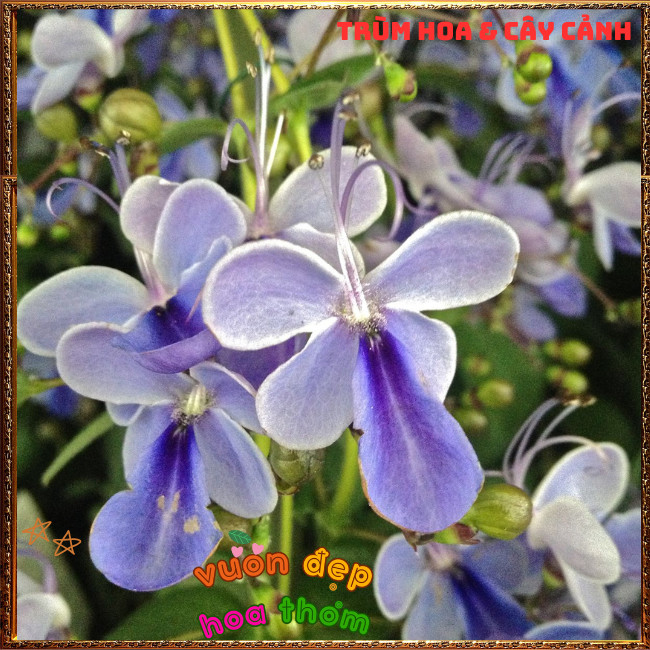 Chậu Hoa Bướm Xanh Thanh Điệp Từng Chùm Siêu Đẹp Nở Quanh Năm️📩 Hoa Mười Giờ Bonsai & Phụ Kiện