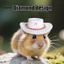 Mũ cao bồi Mini nhỏ có ngôi sao đính đá – Phụ kiện trang phục thú cưng nhỏ dễ thương cho Hamster Chuột lang Thỏ – Hoàn hảo cho hình ảnh và bữa tiệc Mũ đội đầu thú cưng lấp lánh