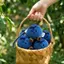 ❈ ❈ ❈ ❈ ❈ ❈ ❈ ❈ ❈ ❈ ❈ ❈ ❈ ❈ ❈ ❈ ❈ ❈ ❈ ❈ ❈ 🍒 日 ❈ ❈ ❈ ❈ ❈ ❈ ❈ Chặn nấm mốc Blueberry chặn nấm mốc BlueJ3sgR2Fu3