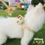 【Ready Stock】 Dog Hand Holding Rope Teddy Bichon Pomeranian Anti Breaking Loose Dog Chain Dog Rope Go out Cute Dog Leash jhkl