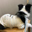 Quần Áo Thú Cưng Sữa Trắng Sọc Vest Chó Nhỏ Teddy Bichon Corgi Xuân Hè Áo Mỏng Thoáng Khí Hai Chân Quần Áo