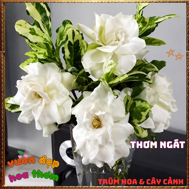Chậu Hoa DÀNH DÀNH CẨM THẠCH Cánh Kép Thơm Lâu Lá Gấm Lạ Mắt Nở Liên Tục ️📣Hoa Mười Giờ Bonsai & Phụ Kiện