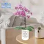Chậu hoa lan có lỗ, Nồi hoa lan bằng gốm 4 Inch để bò sát, Chậu trồng hoa trong nhà ngoài trời, thoáng khí Dễ dàng lắp đặt màu trắng