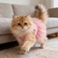 LAKAM Puppy Slip Dress, Đầm công chúa thú cưng mềm mại thoáng khí, Quần áo bông Corgi mùa hè ngọt ngào đáng yêu hợp thời trang cho chó mèo nhỏ