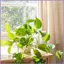 Cây Trellis Cây Leo Trellis Lưới Trang Trí Lồng Đứng Cọc Hỗ Trợ Sân Sau Đám Cưới mueadsyvn
