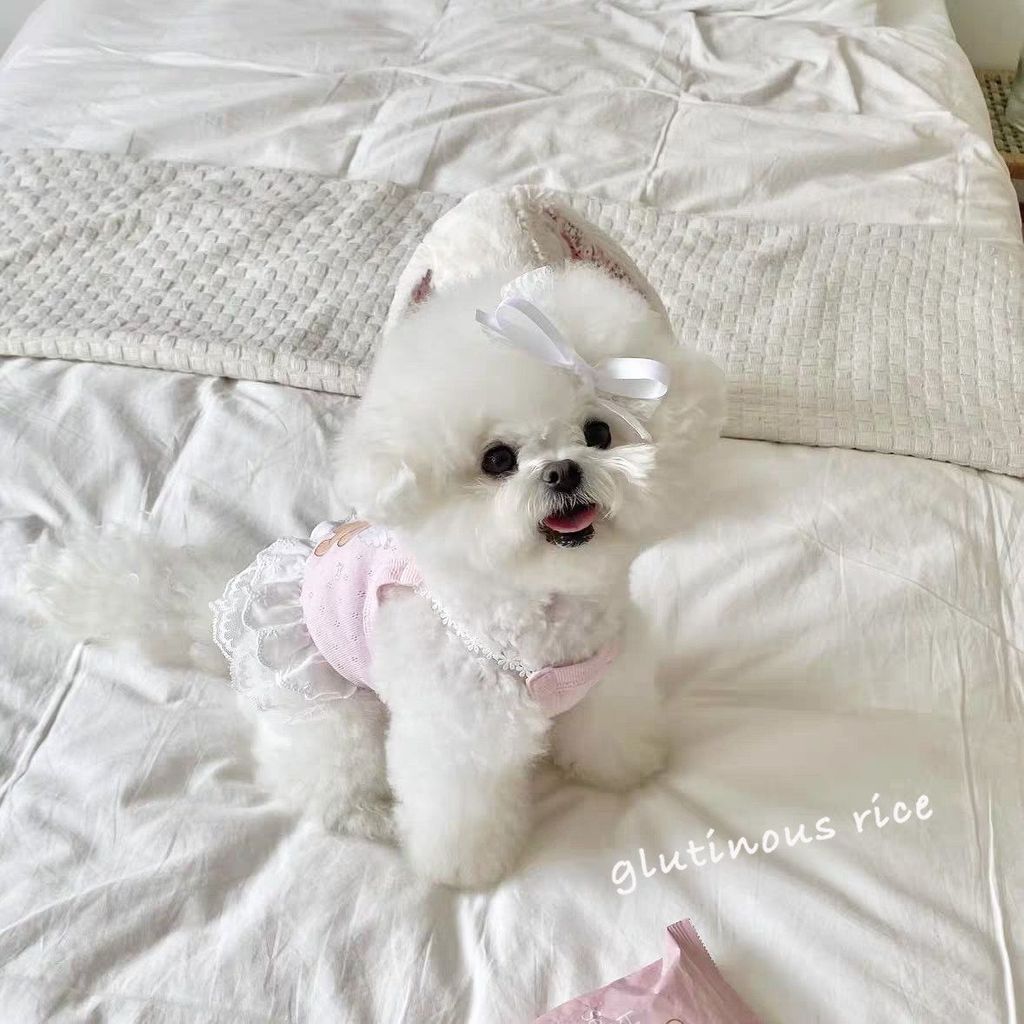 Váy ren cho chó Váy in hình gấu Váy mùa xuân mùa hè Quần áo thú cưng mỏng