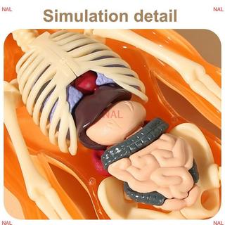 [NA] Bộ xương người 3D Giải phẫu nội tạng Bộ mô hình khoa học Trẻ em Mô hình giáo dục cơ thể Mô phỏng có thể tháo rời Mô hình lắp ráp nội tạng DIY MỚI