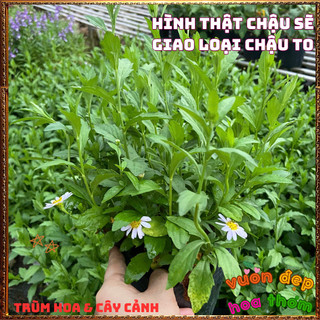 Chậu Hoa NGÔI SAO XANH Cúc Ánh Tím Đẹp Thơ Mộng Siêu Dễ Trồng ️📬 Làng Hoa Sa Đéc