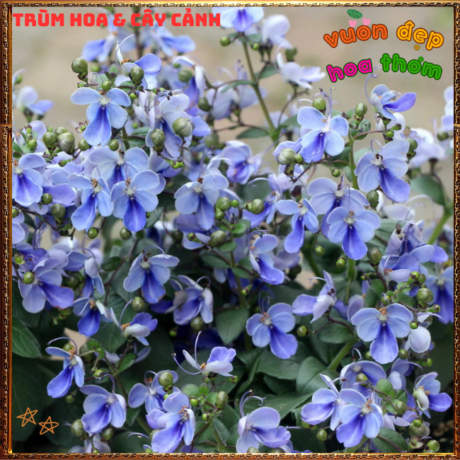 Chậu Hoa Bướm Xanh Thanh Điệp Từng Chùm Siêu Đẹp Nở Quanh Năm️📩 Hoa Mười Giờ Bonsai & Phụ Kiện