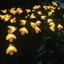 LED Năng Lượng Mặt Trời Ong Firefly Ánh Sáng Ngoài Trời Chống Thấm Nước Bãi Cỏ Sân Vườn Trang Trí Sân Sàn Cắm Ánh Sáng 85QM