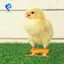 Dây buộc chân gia cầm, Niềng răng lồng gà, Niềng răng kẹp chân cho bé Chick Splay 12Psc