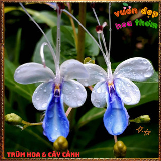 Chậu Hoa THANH ĐIỆP Tuyệt Đẹp Như Đàn Bướm Xanh Xinh Xắn 🍟 Yêu Nhà Yêu Hoa