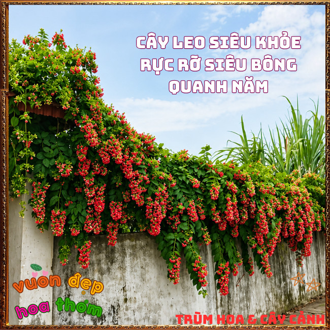 Chậu Hoa SỬ QUÂN TỬ CÁNH KÉP Leo Nhanh Thơm Nhẹ Từng Chùm Đổi Màu ️📩 Hoa Mười Giờ Bonsai & Phụ Kiện