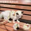 【Ready Stock】 CAT I-Shaped Model Hand Holding Rope out Anti-off Kitten Holding Dog Chest Back Cat Rope Adjustable Ragdoll Blue Cat 17f6