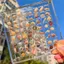 XOITOP Vỏ Ngoài Trời Hộp Bảo Quản Mini Conch Bộ Sưu Tập Hộp Trong Suốt Cao Acrylic Lưu Trữ VN