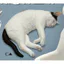 Hàng có sẵn Nhật Bản Kitan Gashapon Moriguchi Shu 's Cat 3 Mô hình động vật Trang trí máy tính để bàn N4D6