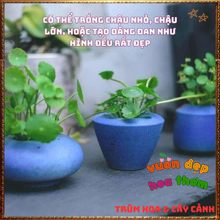 2 Chậu Cỏ Đồng Xu Xinh Xắn Siêu Dễ Trồng Rất Đáng Yêu 📕 VƯỜN HOA CỔ TÍCH