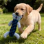 【Ready Stock】 Pet Cotton Rope Cat Toy Puppy Bite-Resistant Molar Pomeranian Small Dog Interactive Dog Toy tNqv