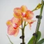 Hình Làm Vườn Leo Mây Hoa Hỗ Trợ Cần Phalaenopsis Giá Đỡ Nồi Cố Định Kẹp Hoa Kẹp Kệ Dây Giá Đỡ Trung Bình