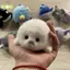 Dễ Thương Cho Bé Cói Búp Bê Sang Trọng Đồ Chơi Mặt Dây Chuyền Mô Phỏng Đại Dương Đồ Chơi Lưu Niệm Cói Mặt Dây Chuyền Quà Tặng Túi Búp Bê Mặt Dây Chuyền Đẹp