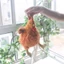 SA Sang Trọng Chick Hộp Đựng Bút Chì Đa Năng Sang Trọng Túi Bút Chì Di Động Trang Điểm Tổ Chức Túi Bảo Quản Cho Trường Học Văn Phòng
