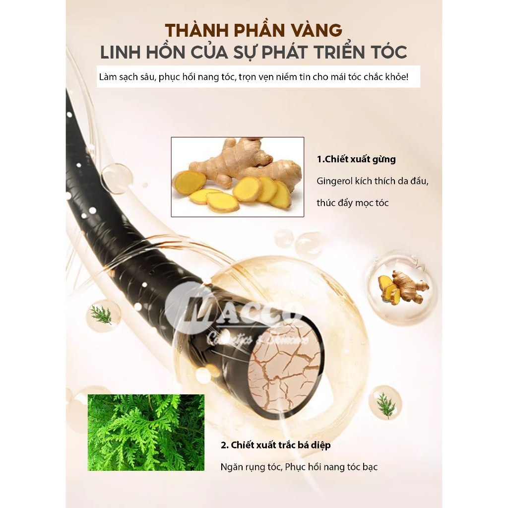 Dầu Gội Gừng Trắc Bá Diệp (500ml) Giảm Dầu Ngứa, Ngăn Rụng Tóc, Tăng Mọc Tóc