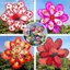 Khung Ảnh 1 Chiếc Ngoài Trời Hai Lớp Màu Cối Xay Gió Đồ Chơi Trẻ Em Nhiều Màu Sắc Gió Spinner Nhà Trang Trí Sân Vườn Công Viên Cảnh Quan Trang Trí VN