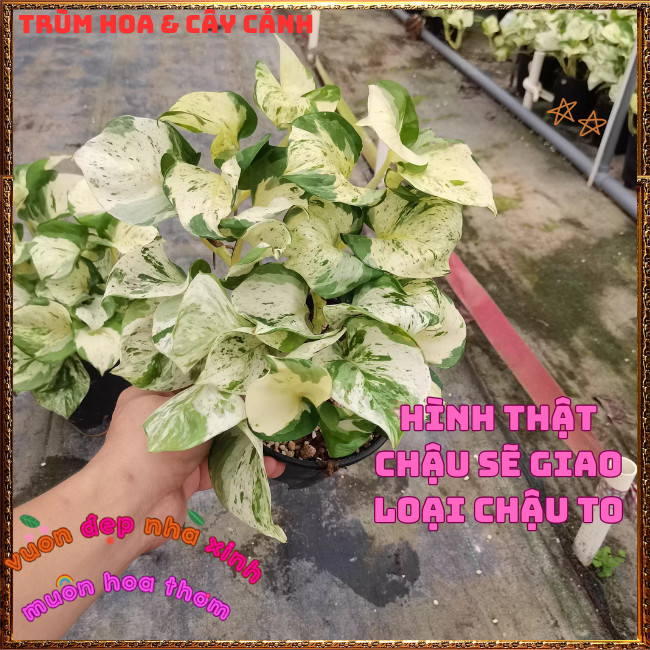 Chậu Trầu Bà Ngọc Bích Lá Cẩm Thạch Hình Tim Siêu Sang ️📩 Hoa Mười Giờ Bonsai & Phụ Kiện