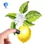20 Chiếc Miếng Bọt Biển Ngón Tay Daubers, Tranh Ngón Tay Bọt Biển Thủ Công Vẽ Bọt Biển Dauber Set Ngón Tay Daubers Dễ Dàng Lắp Đặt
