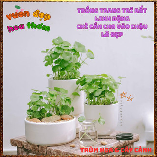 2 Chậu Cỏ Đồng Xu Xinh Xắn Siêu Dễ Trồng Rất Đáng Yêu 📕 VƯỜN HOA CỔ TÍCH