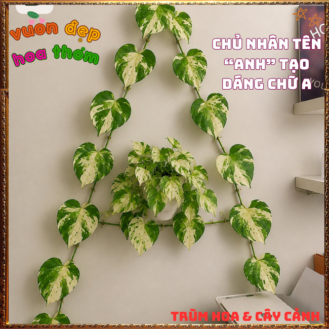 Chậu Trầu Bà Ngọc Bích Lá Cẩm Thạch Hình Tim Siêu Sang ️📩 Hoa Mười Giờ Bonsai & Phụ Kiện