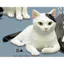 Hàng có sẵn Nhật Bản Kitan Gashapon Moriguchi Shu 's Cat 3 Mô hình động vật Trang trí máy tính để bàn N4D6
