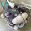 Phim hoạt hình Bad Cat Car Đồ chơi sang trọng, Hộp khăn tay gia đình và ô tô, Bộ ngăn kéo khăn giấy búp bê