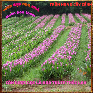 Chậu Hoa Nghệ Cảnh, TuLip Thái, Hoa Sen Gừng Màu Hồng Xinh Nghệ Tây️📦 Làng Hoa Sa Đéc